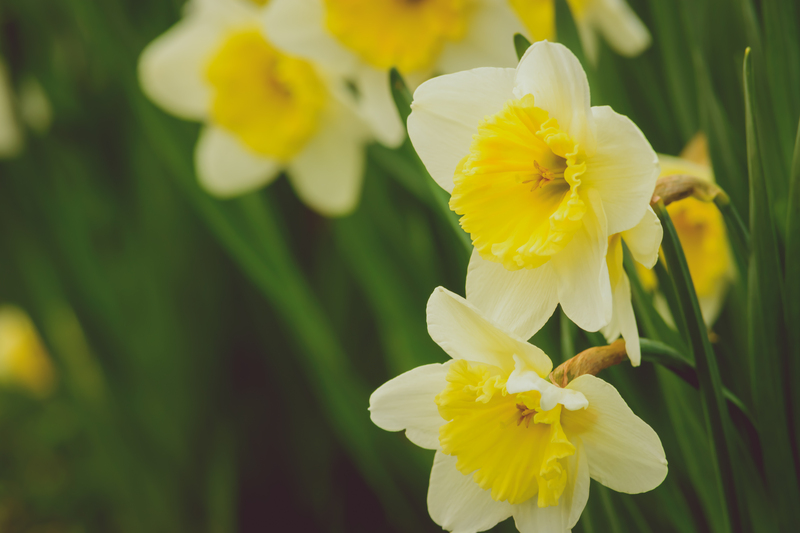 garden maintenance garden care