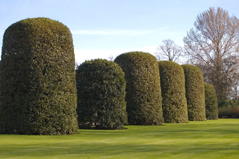 garden Plants