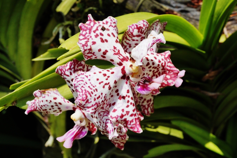 lawn maintenance garden design