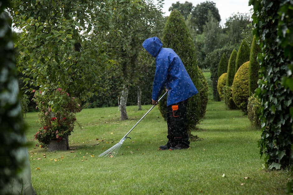 A person wearing a blue rain jacket with the hood up and black trousers is engaged in garden maintenance during rainy weather, using a rake to collect fallen leaves or debris on a well-maintained, lush green lawn. The garden features neatly trimmed bushes and hedges along the right side, including tall, conical-shaped shrubs and rounded hedge borders. To the left, there are flowering plants with pink blooms, interspersed among a variety of small, leafy trees with wet, glistening leaves indicating recent rain. The background shows a landscaped garden with evenly spaced trees and a hedge boundary, under overcast skies, creating a damp and peaceful outdoor setting. This scene highlights careful lawn care and hedge trimming as part of professional garden landscaping work, such as that offered by Gardeners Gallows Corner.